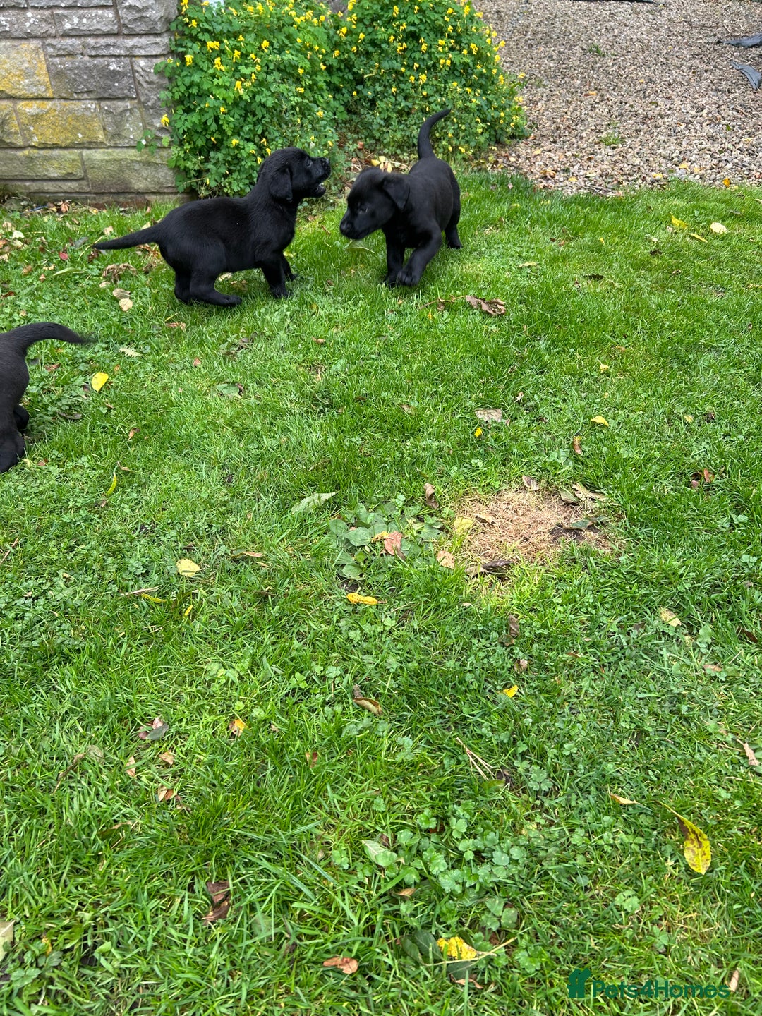 Labrador Retriever dogs for sale: Labrador pups  - Image 8
