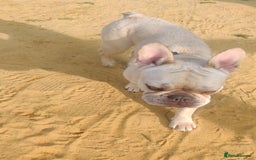 French Bulldog dogs for sale: Exquisite Pedigree French Bull Dog Puppies  - Image 14