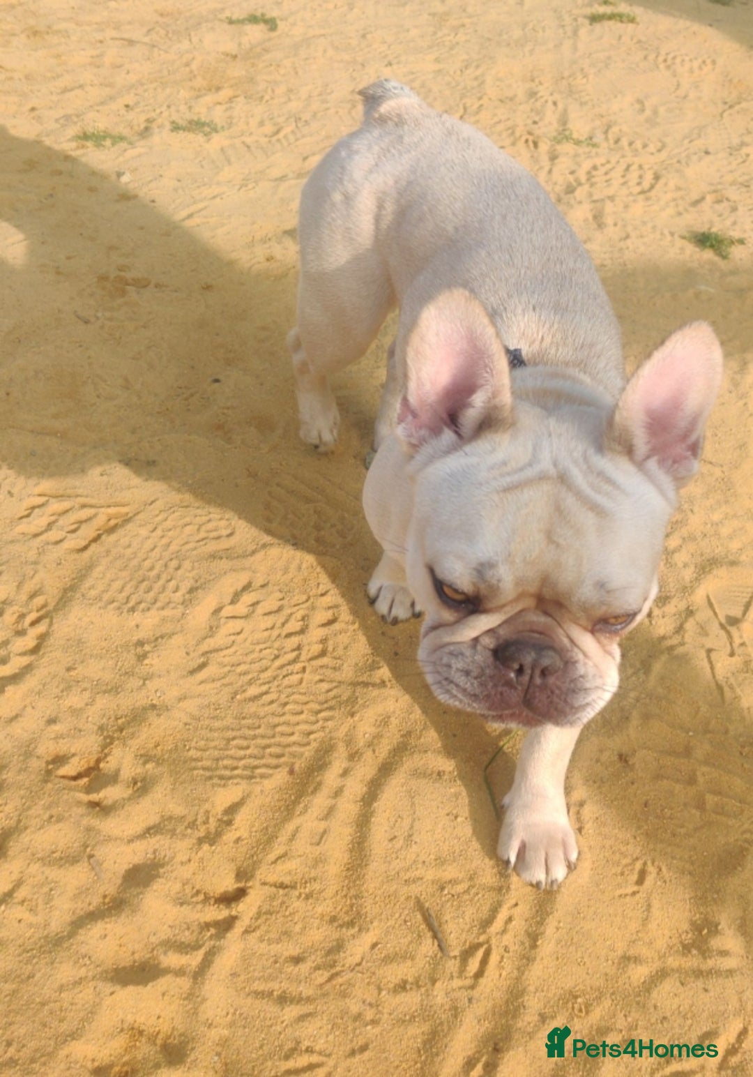 French Bulldog dogs for sale: Exquisite Pedigree French Bull Dog Puppies  - Image 14