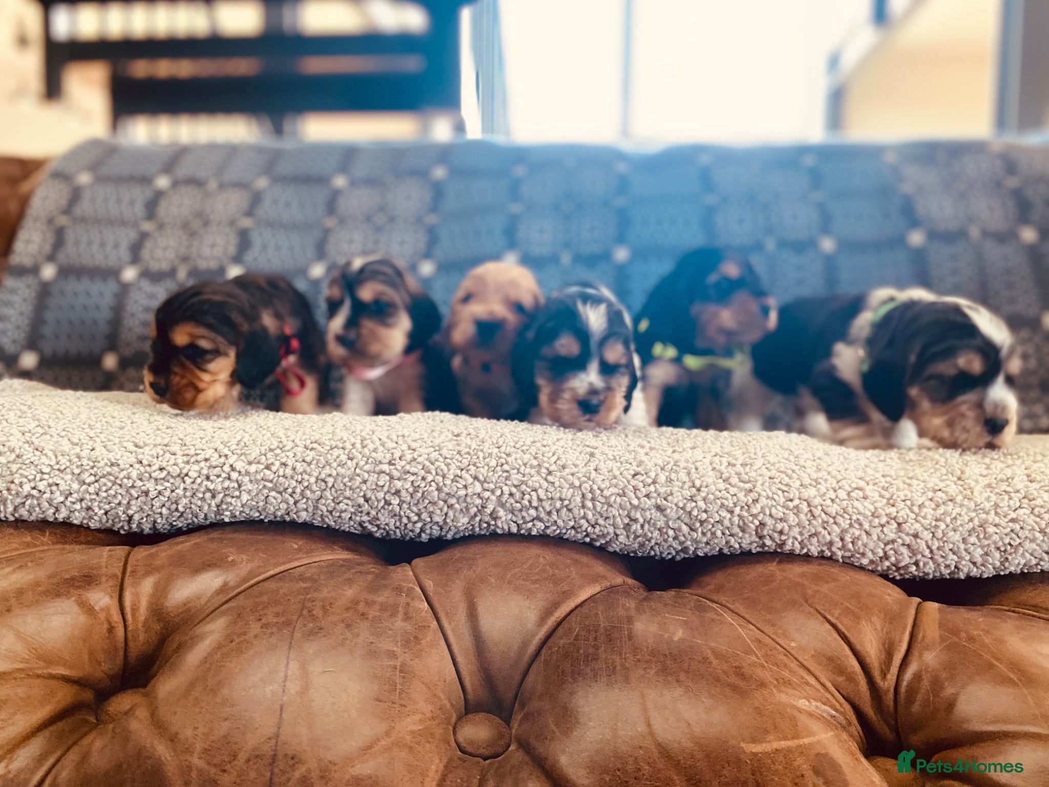 Cocker Spaniel dogs KC/ Healthtested parents. Showtype cockerspaniel🌸 - Advert 1