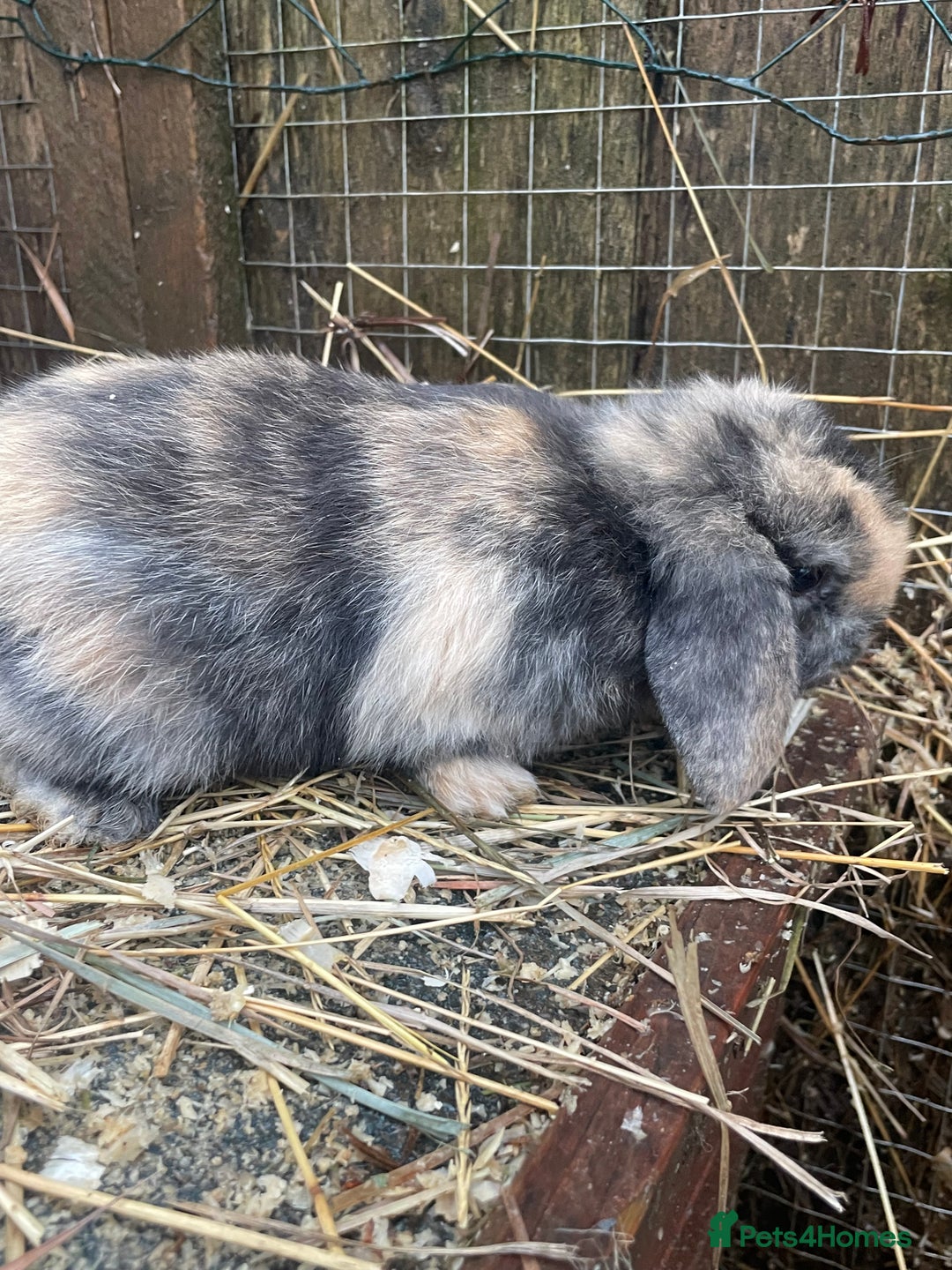 Mini Lop rabbits for sale: Beautiful mini lop babies  - Advert 22