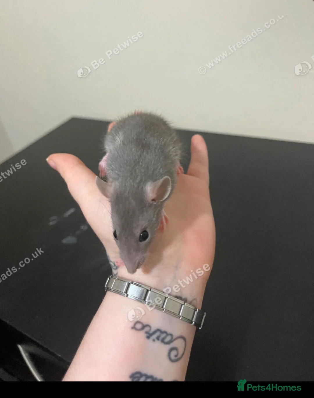 Rat rodents for sale: Baby rats for sale  - Advert 18