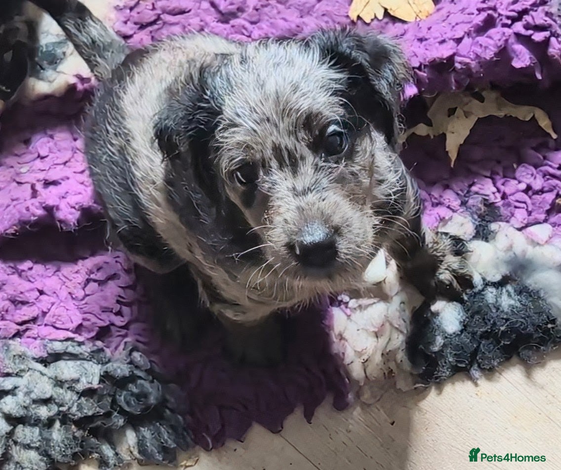 Labradoodle dogs Miniature Labradoodles -Merle, Phantom, Black, Red - Advert 1