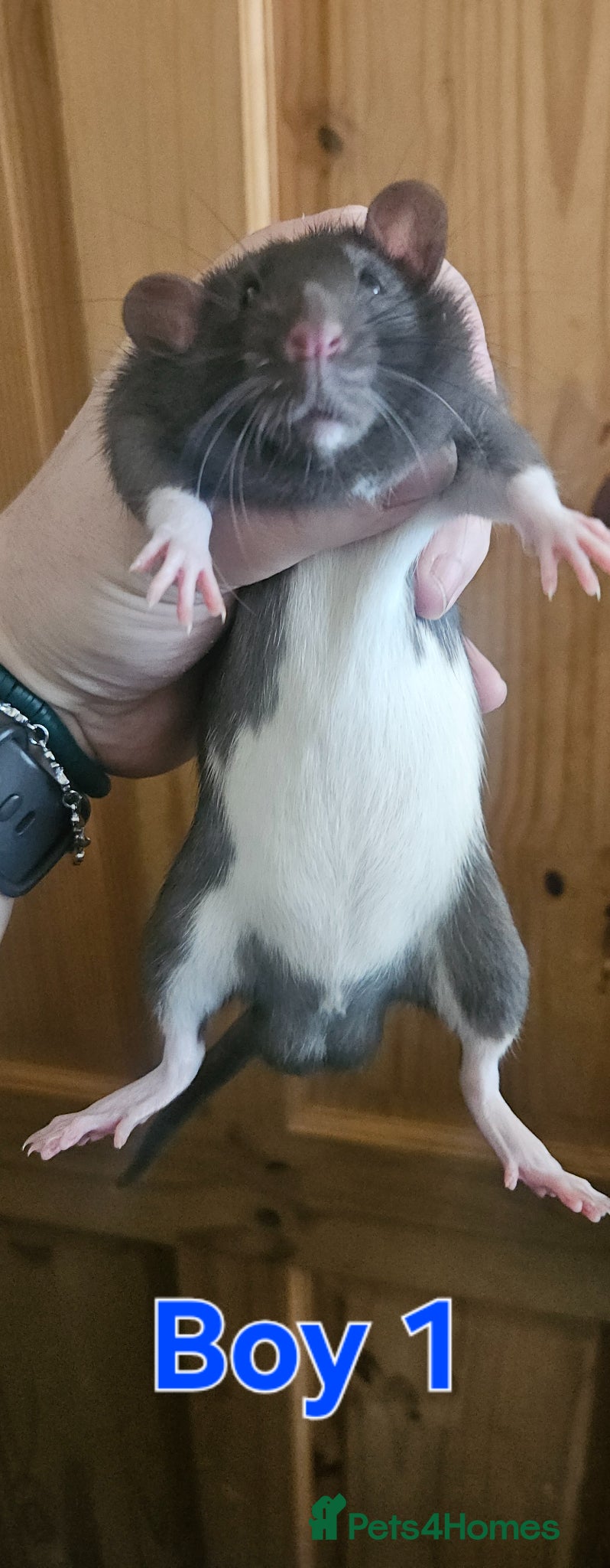 Rat rodents Male rats available - Advert 3