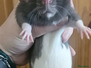 Rat rodents Male rats available - Advert 7
