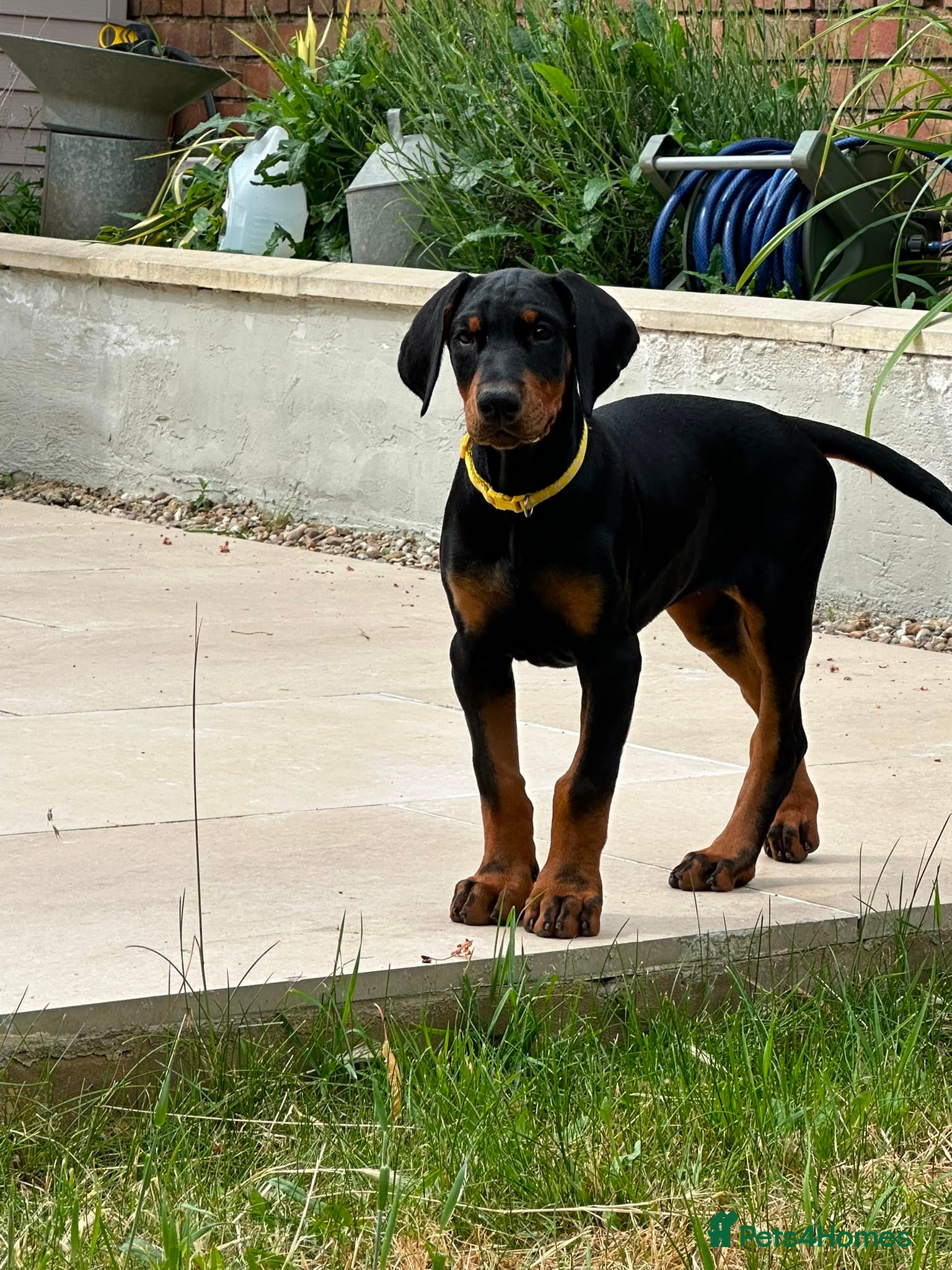 Dobermann dogs European Doberman Puppy 11 weeks old - Advert 17