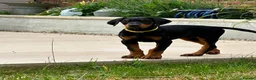 Dobermann dogs for sale: European Doberman Puppy 11 weeks old in Chichester - Advert 1