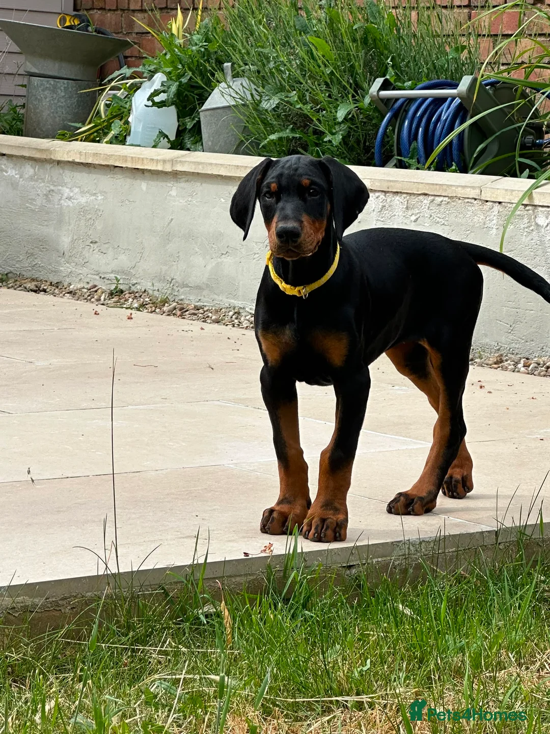 Dobermann dogs for sale: European Doberman Puppy 11 weeks old in Chichester - Advert 1