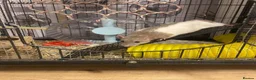 Rat rodents for sale: Two female rats in Sheffield - Advert 1