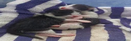 Mixed Breed cats for sale: 6 week old kittens (Not ready to leave mum yet) in Bradford - Advert 11