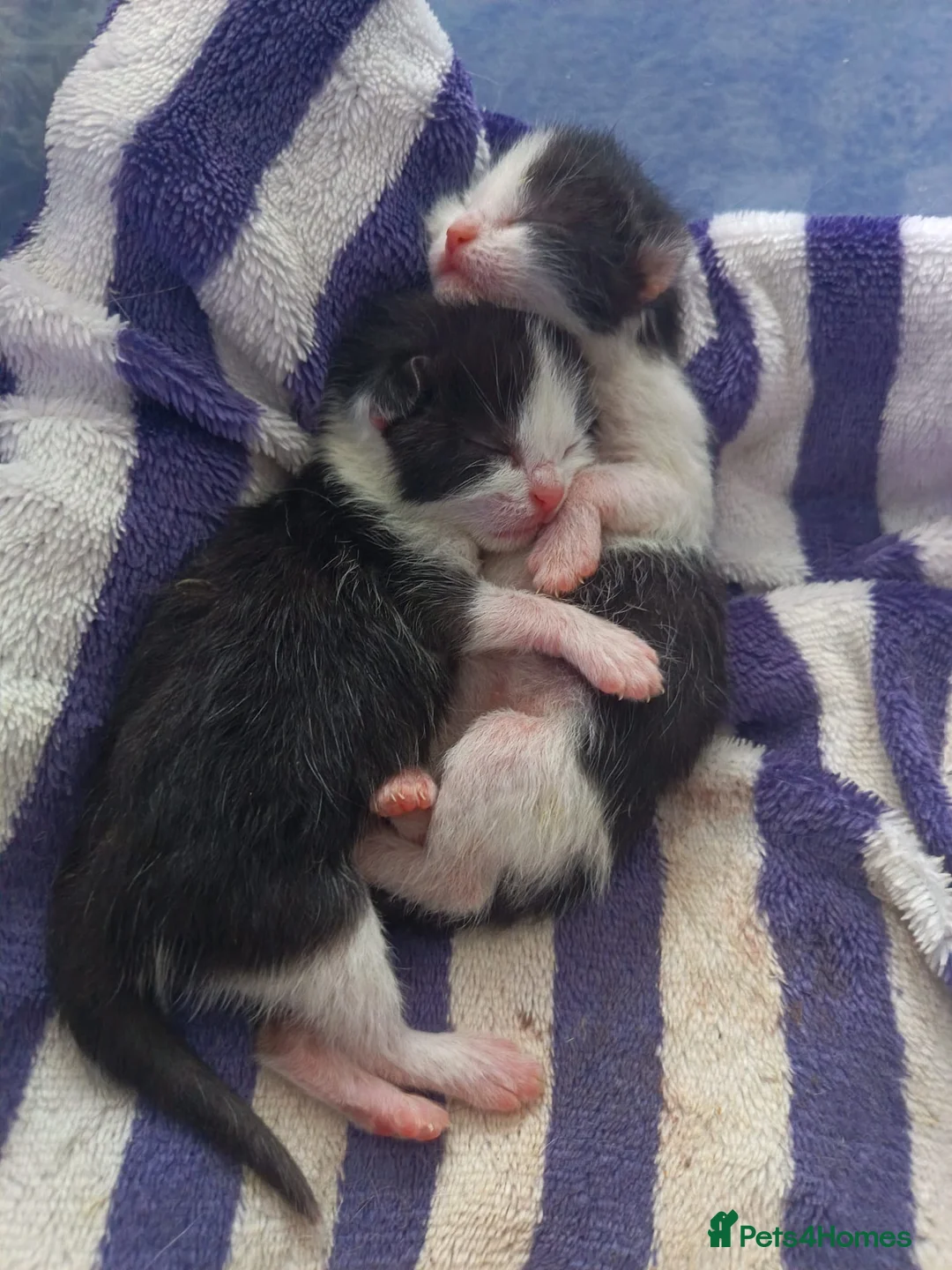 Mixed Breed cats for sale: 6 week old kittens (Not ready to leave mum yet) in Bradford - Advert 11