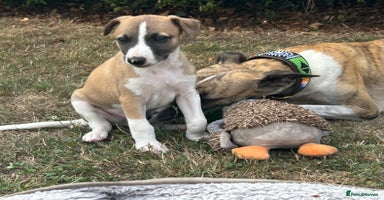 Whippet dogs - Advert 13