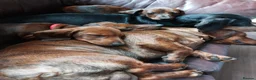 Dachshund dogs for sale: Unusual Red Fade & Red Brindle Standard dachshunds - Advert 6