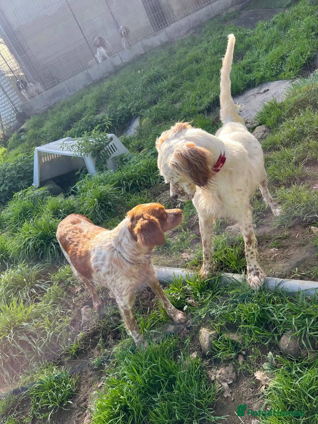 English Setter dogs for adoption: Lar   - Advert 4