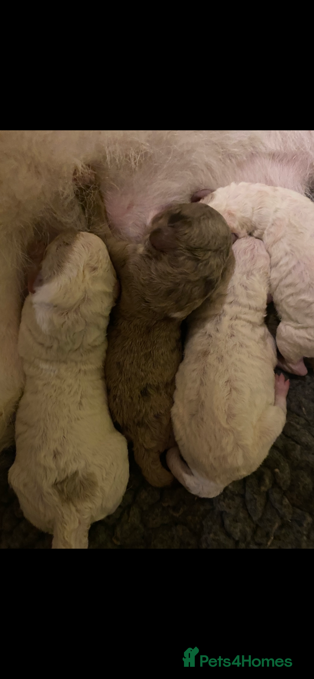 Mixed Breed dogs for sale: Australian Labradoodle Puppies - Advert 3