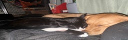 Mixed Breed cats for adoption: Lovely young cats looking for forever home  - Advert 14