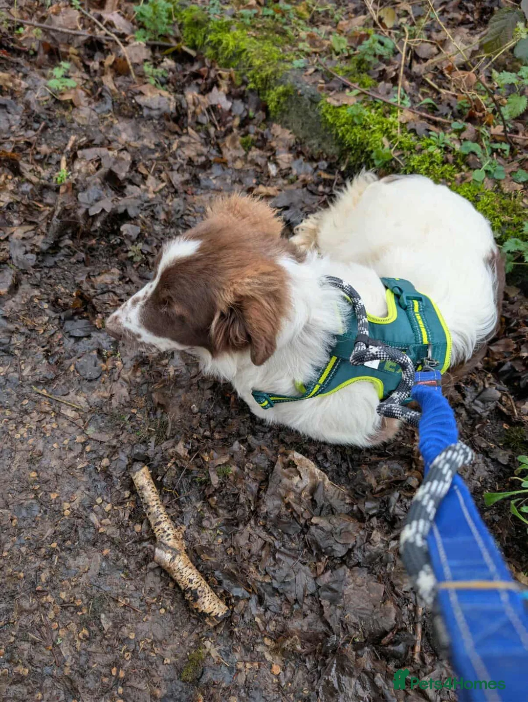 Mixed Breed dogs for adoption: BETTY - Advert 2