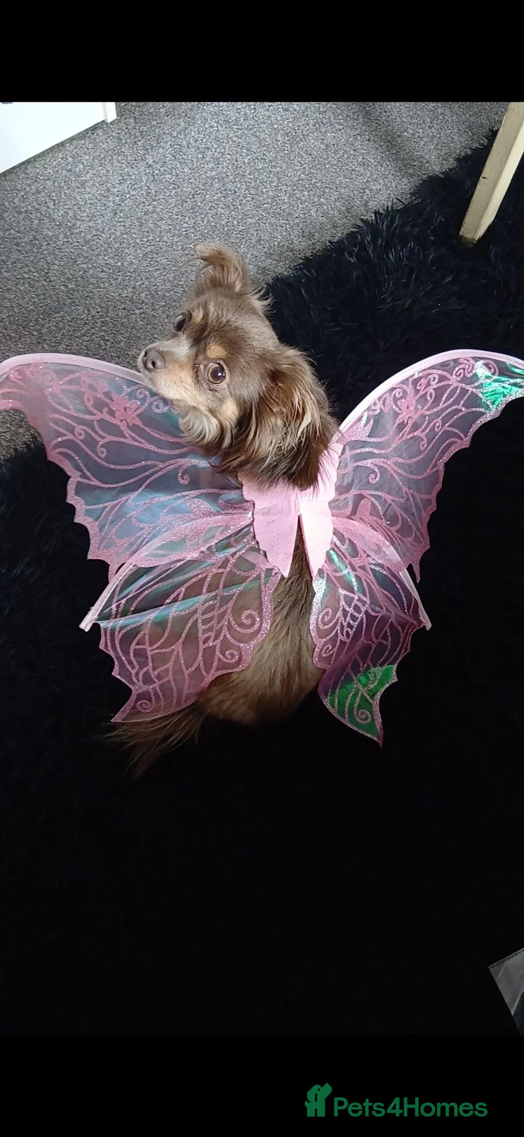 Chihuahua dogs for sale: Female Lilac Long Haired Chihuahua - Advert 11