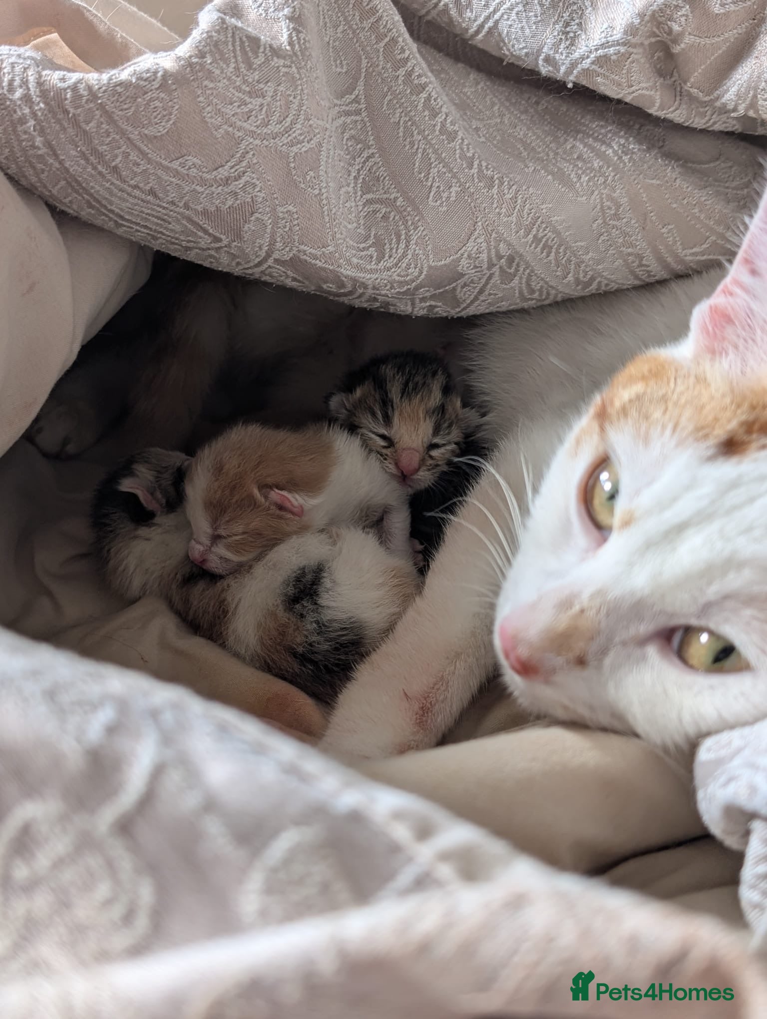 Mixed Breed cats 🐱 2 Gorgeous Female Kittens – Ready 12th July 🏡 - Advert 1