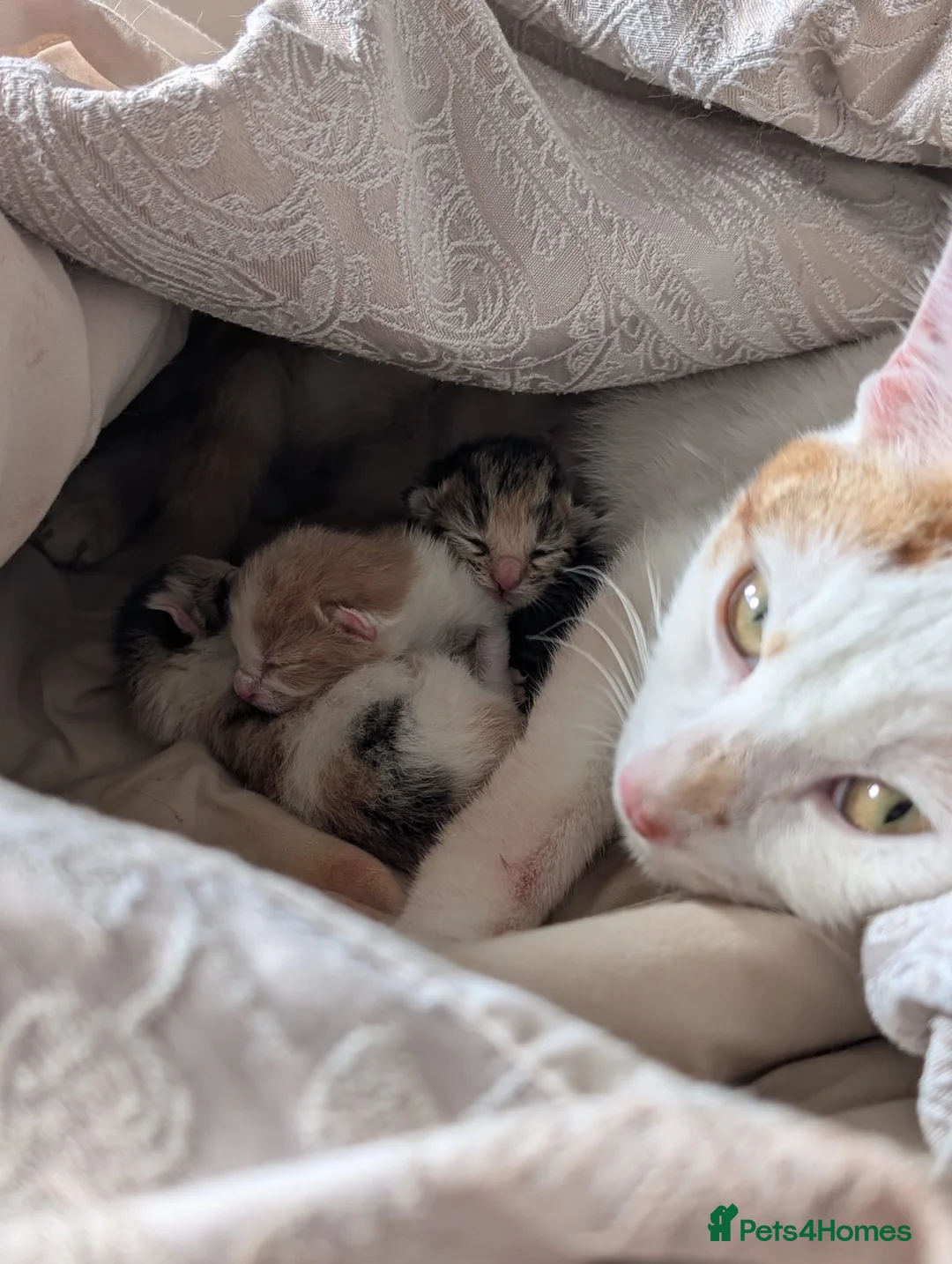Mixed Breed cats for sale: 🐱 2 Gorgeous Female Kittens – Ready 12th July 🏡 in Hatfield - Advert 1