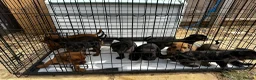 Mixed Breed dogs for sale: CANE CORSO X ROTTWEILER  - Advert 3