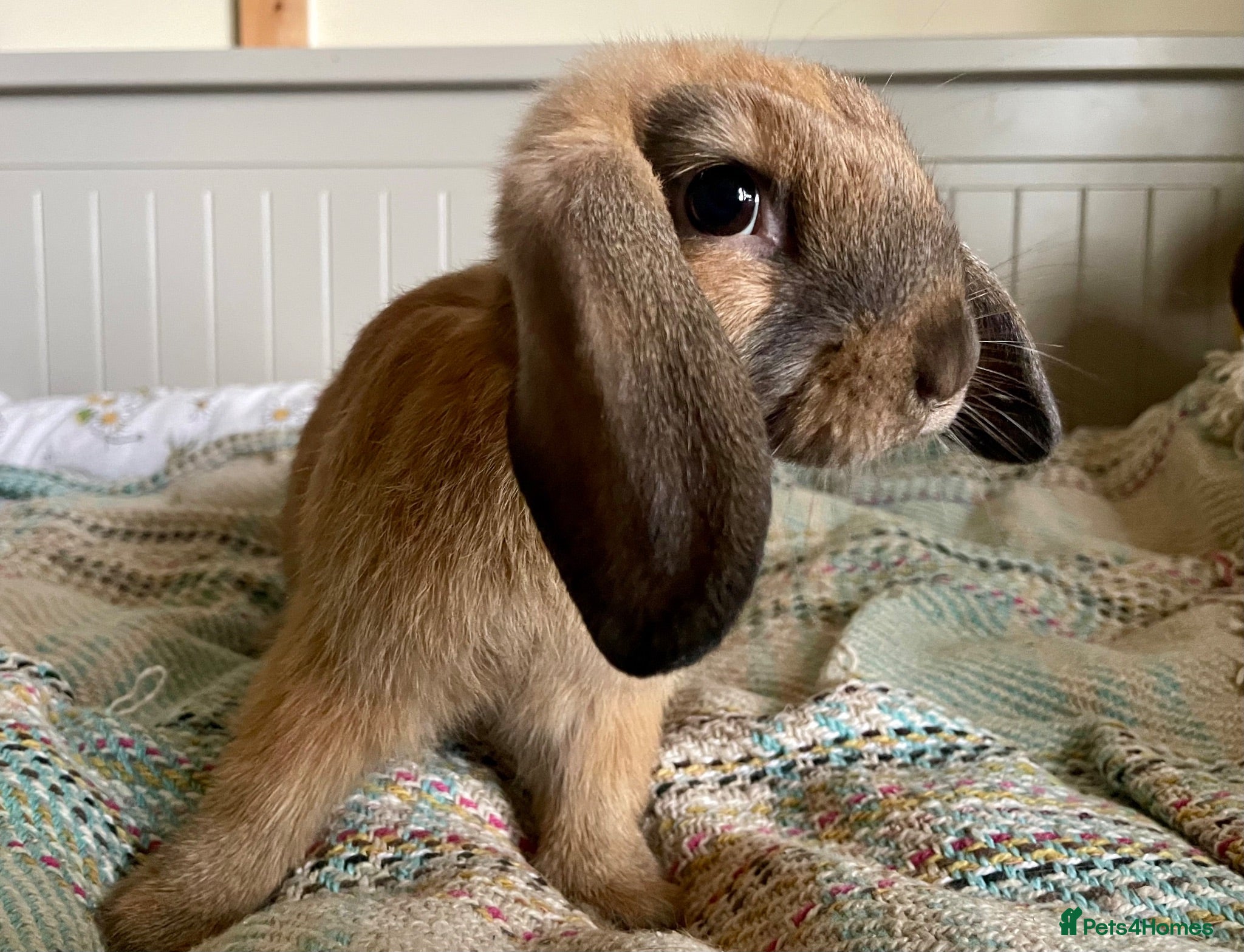 Mini Lop rabbits Mini lop doe, 10weeks - Advert 16