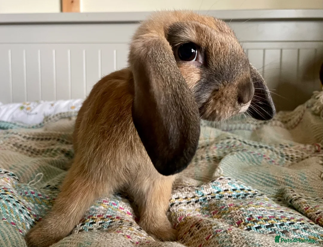 Mini Lop rabbits for sale: Mini lop doe, 10weeks - Advert 1