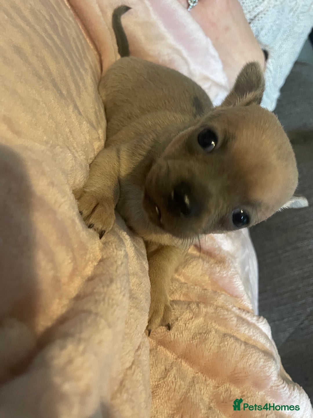 Chihuahua dogs for sale: Chihuahua puppies - Advert 5