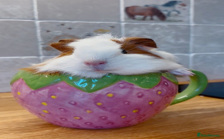Guinea Pig rodents - Advert 1