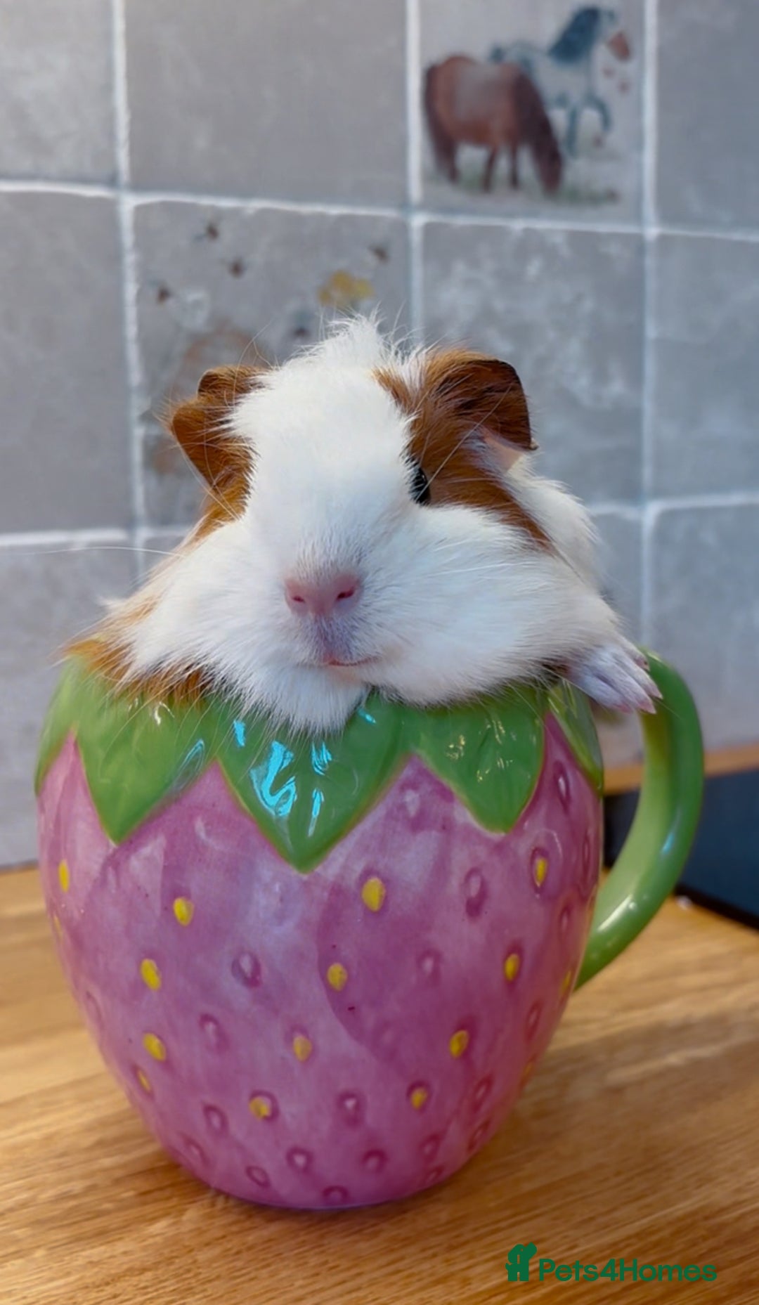 Guinea Pig rodents for sale: Two beautiful guinea pig girls  - Image 1