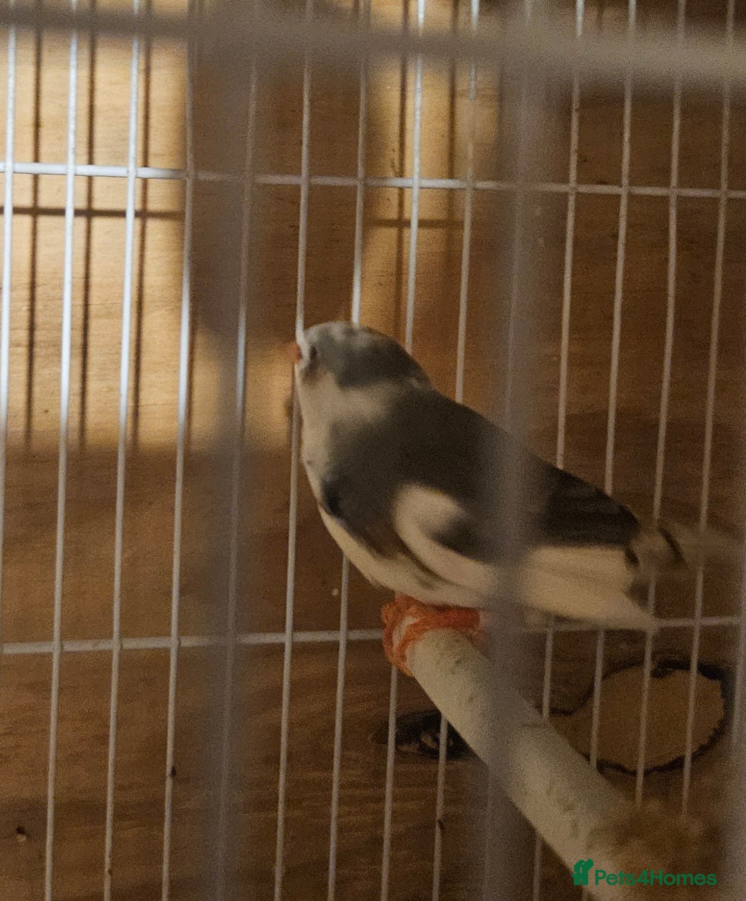 Finches birds for sale: Goldfinches, Bengalese finches & Zebra Finches - Advert 25