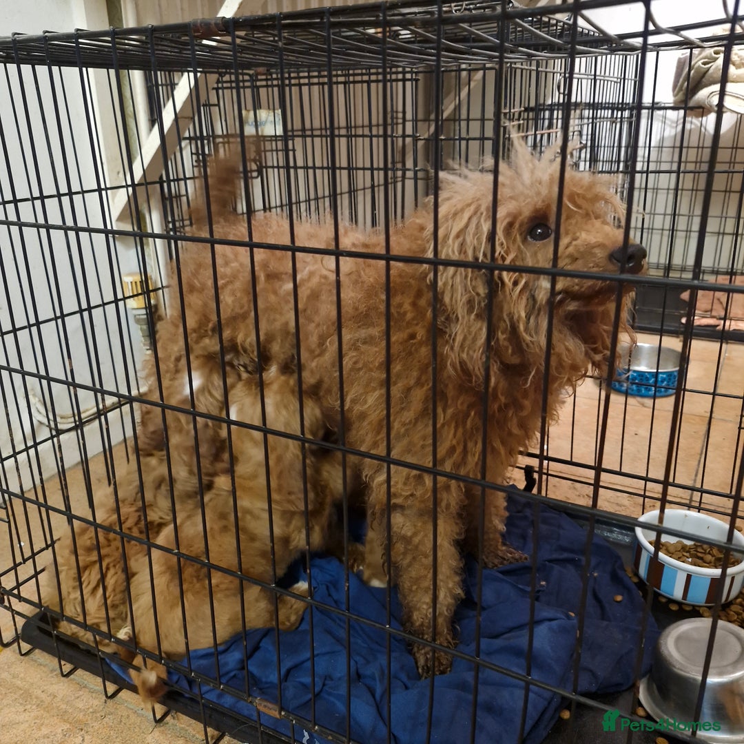 Cavapoo dogs for sale: Cavapoo puppies  - Image 16
