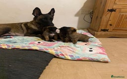 Belgian Shepherd Dog dogs for sale: Rehoming  - Image 3