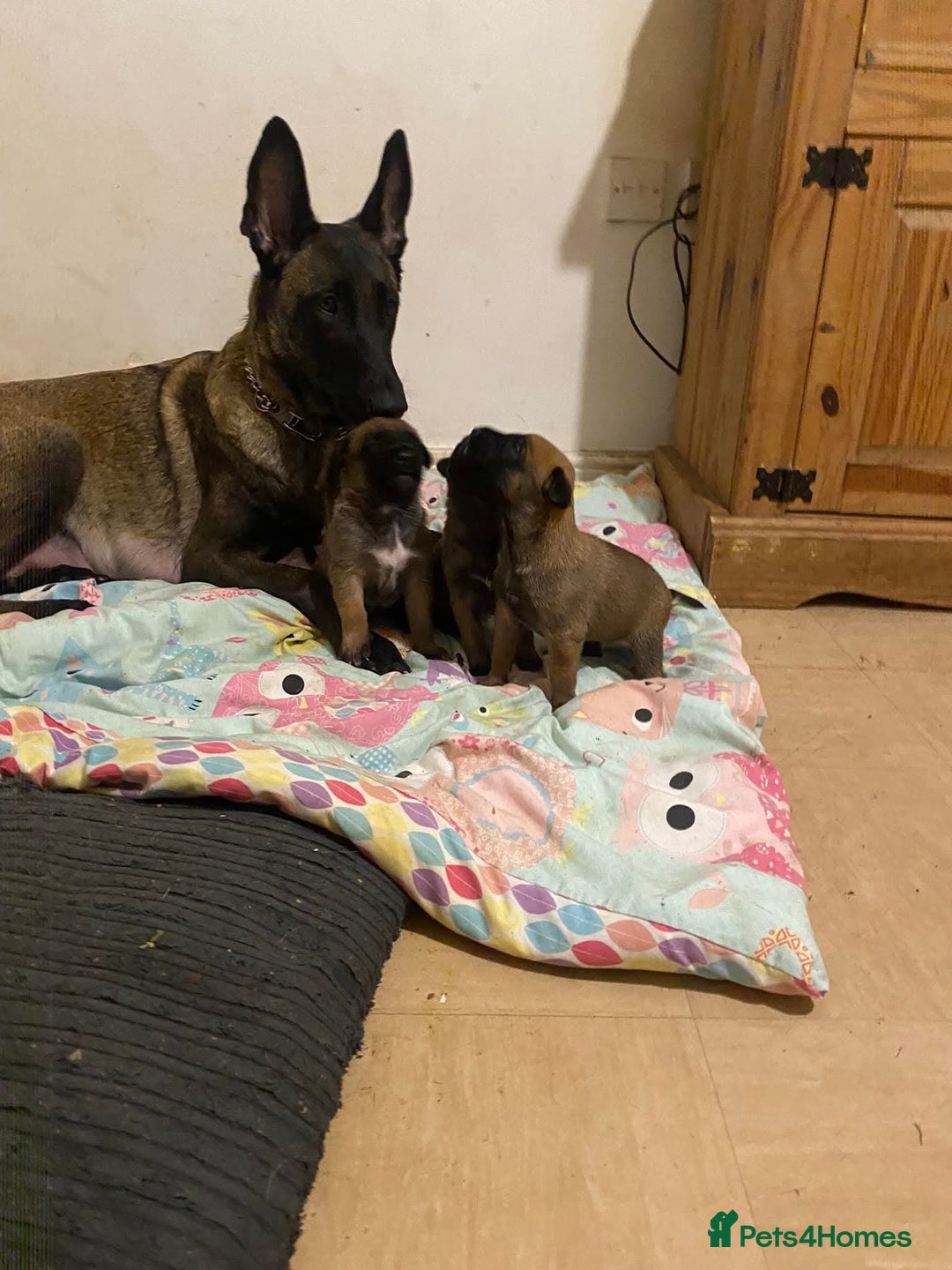 Belgian Shepherd Dog dogs for sale: Rehoming  - Image 3