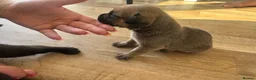 Mixed Breed dogs for sale: LAST PUP AVAILABLE  - Advert 27