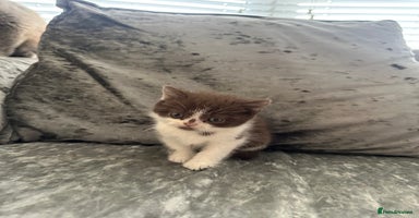 British Shorthair cats - Advert 13