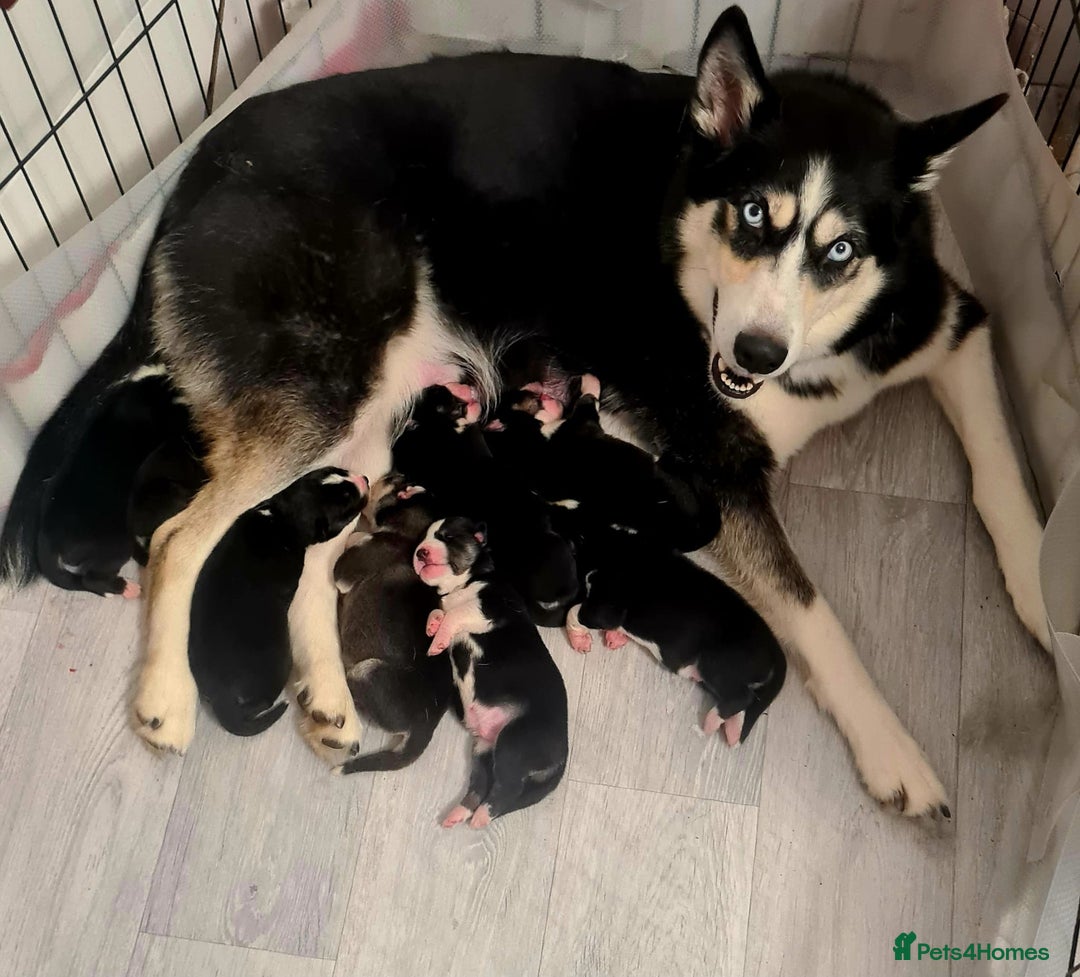 Siberian Husky dogs for sale: Stunning Siberian Husky Puppies for Sale 🐾 - Advert 12