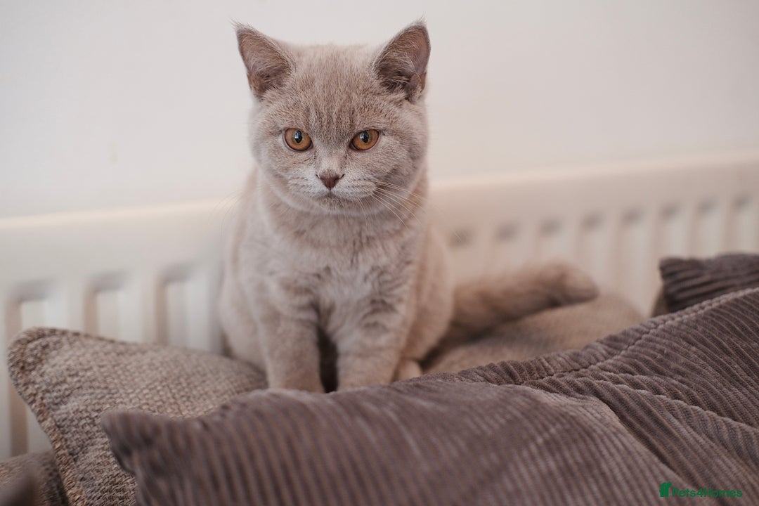 British Shorthair cats for sale: British short hair  - Advert 2