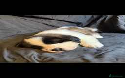 Saint Bernard dogs for sale: Saint Bernard puppies  - Image 3