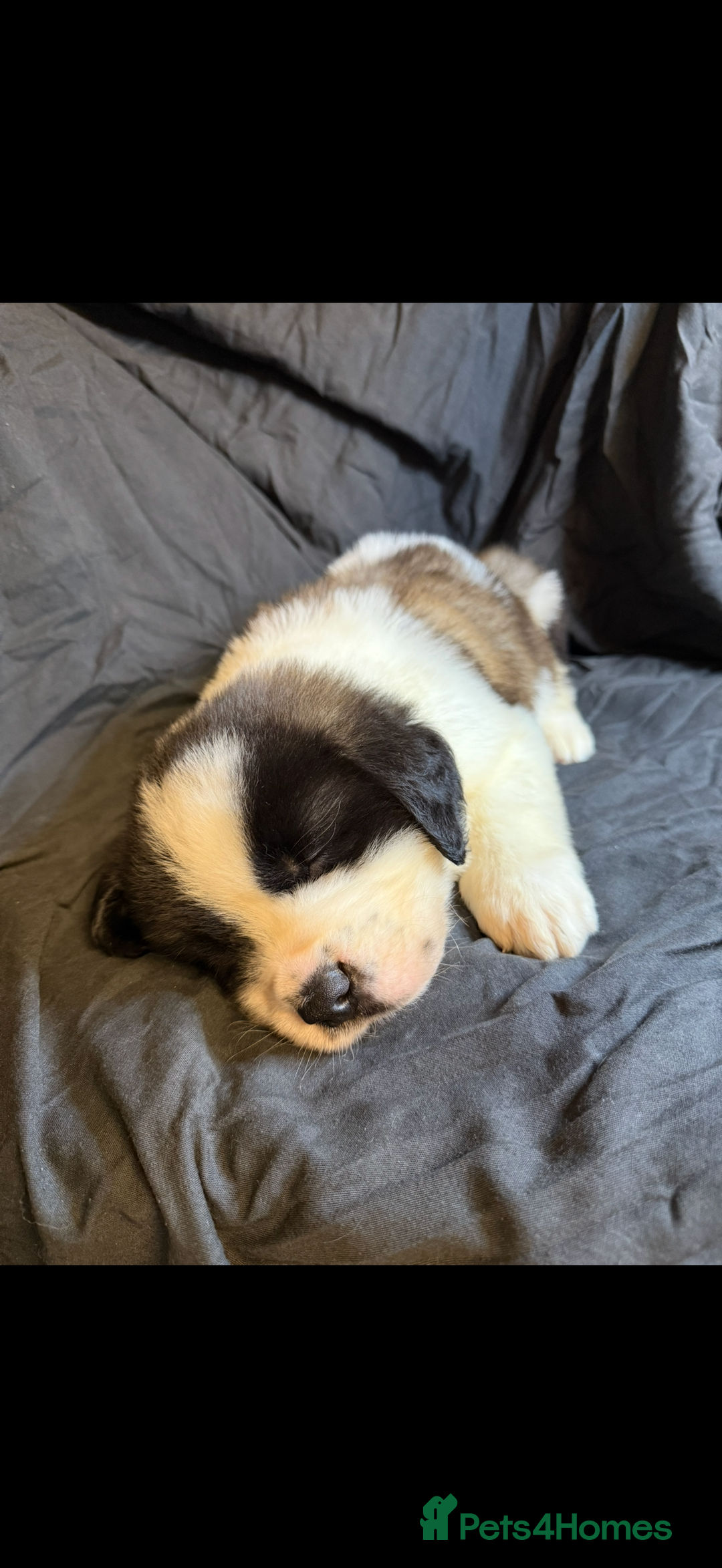 Saint Bernard dogs for sale: Saint Bernard puppies  - Image 3