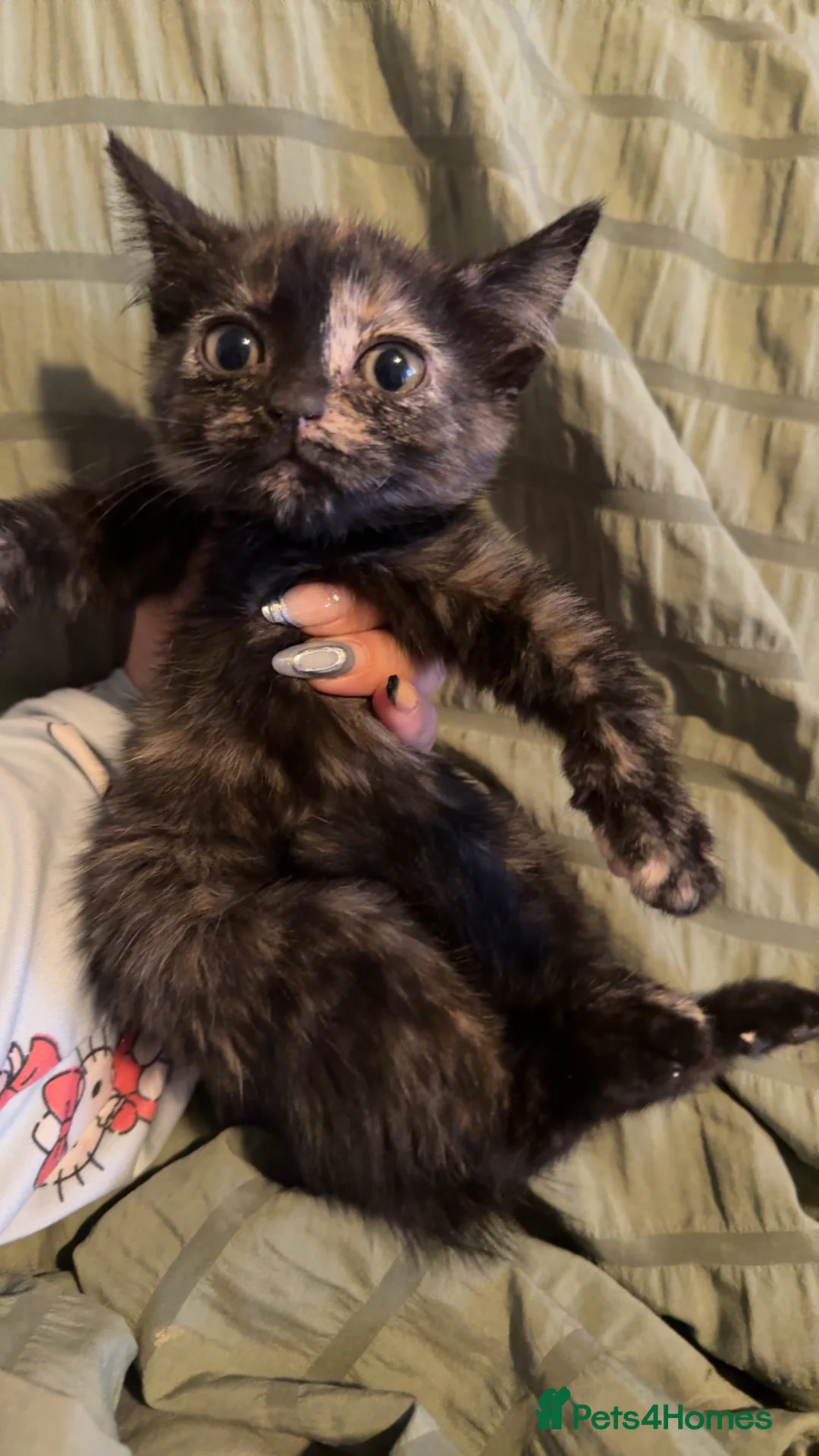 British Shorthair cats for sale: Kittens for sale  - Advert 2