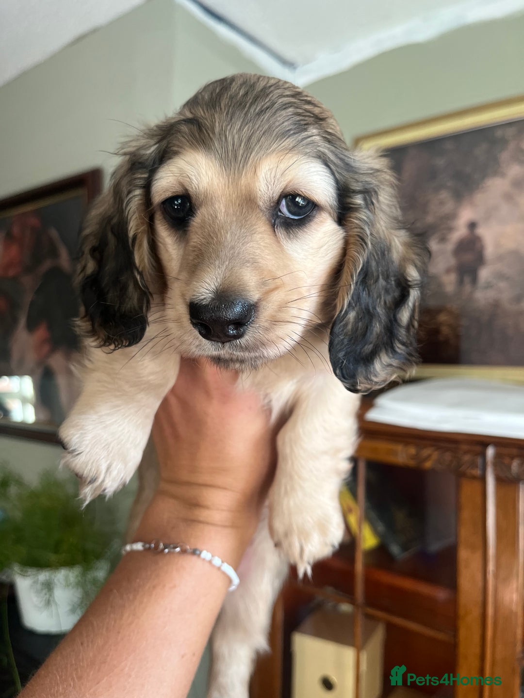 Miniature Dachshund dogs for sale: Highest quality champion line cream long haired  - Image 19