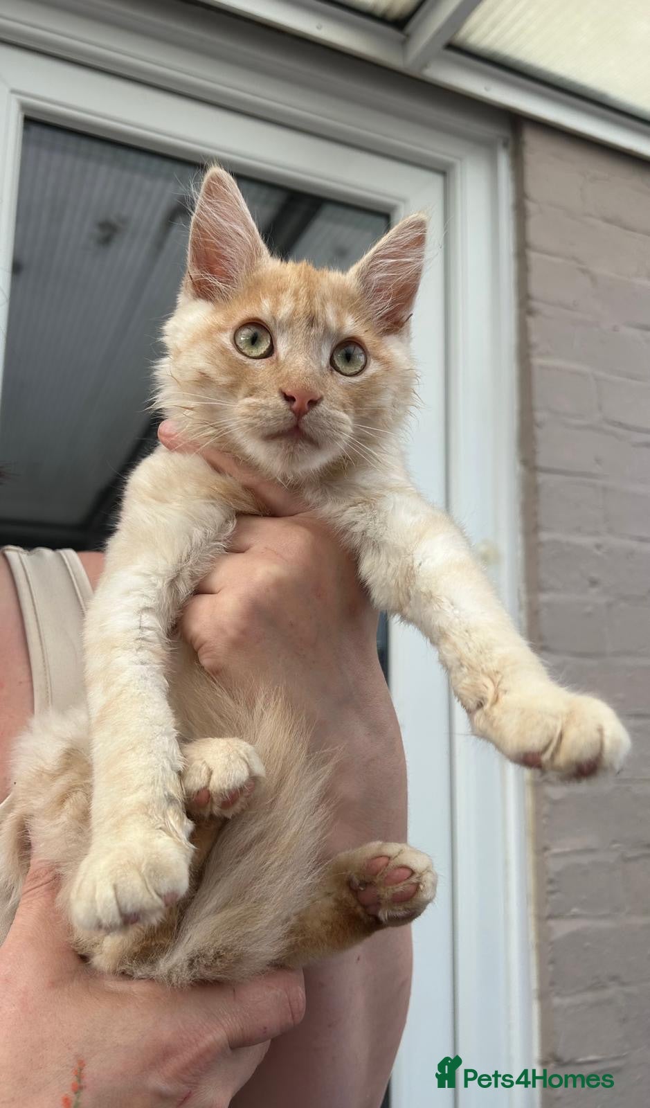 Maine Coon cats Maine coon cross boy kitten - Advert 6