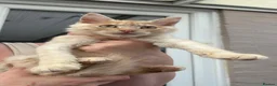 Maine Coon cats for sale: Maine coon cross boy kittens - Advert 5