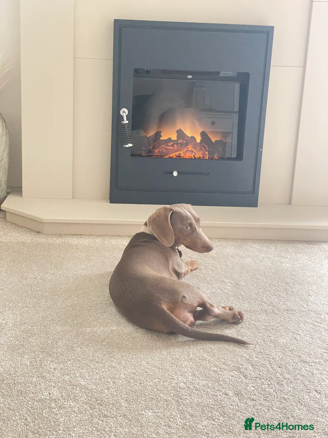 Dachshund dogs for sale: Miniature Dachound   - Advert 2