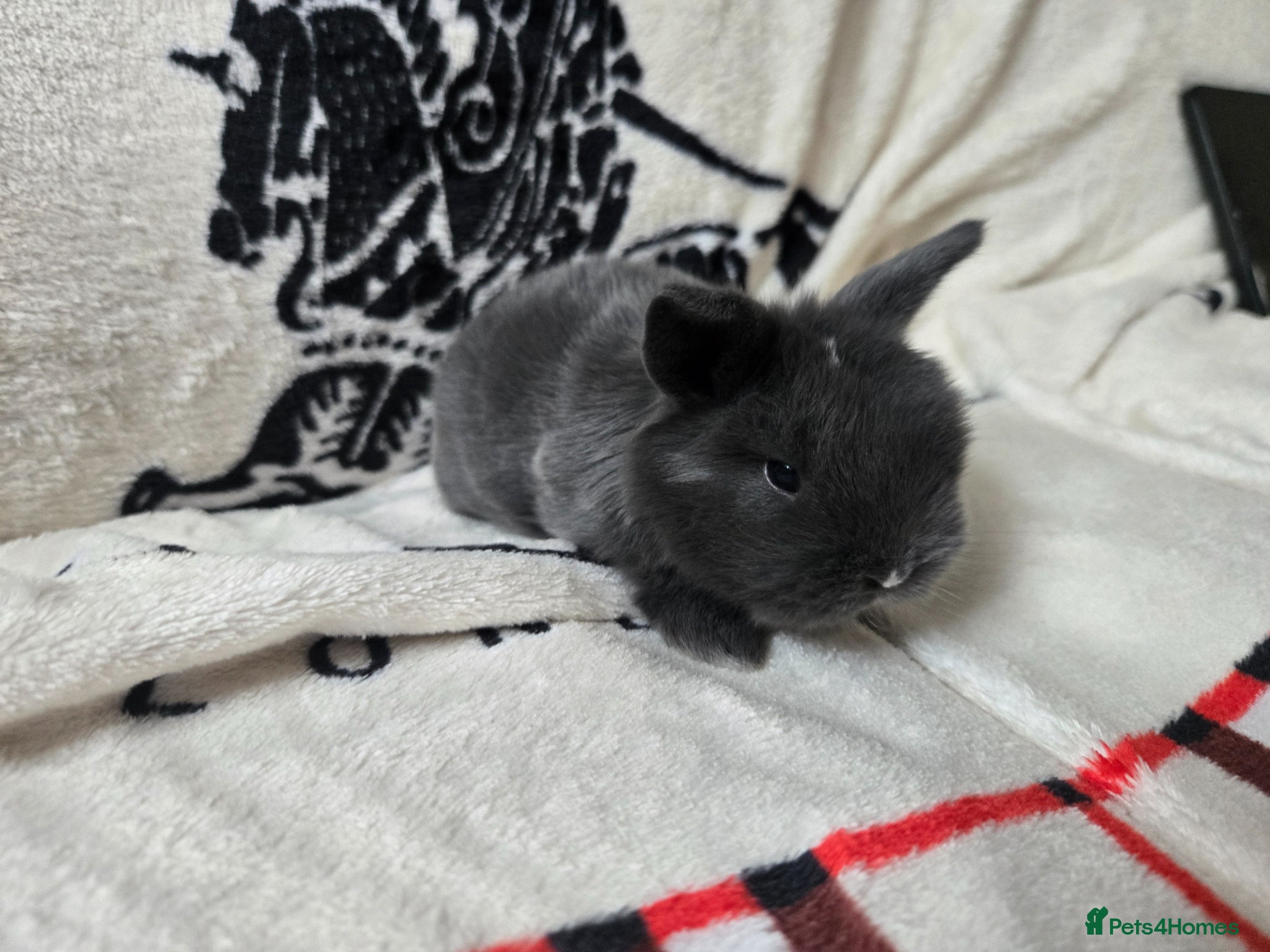 Mini Lop rabbits Stunning mini lop bunnies - Advert 16