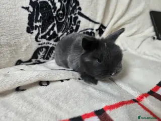 Mini Lop rabbits Stunning mini lop bunnies - Advert 16