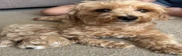 Maltipoo dogs for sale:  **  Korean male champagne and white Maltipoo in Worksop - Advert 2