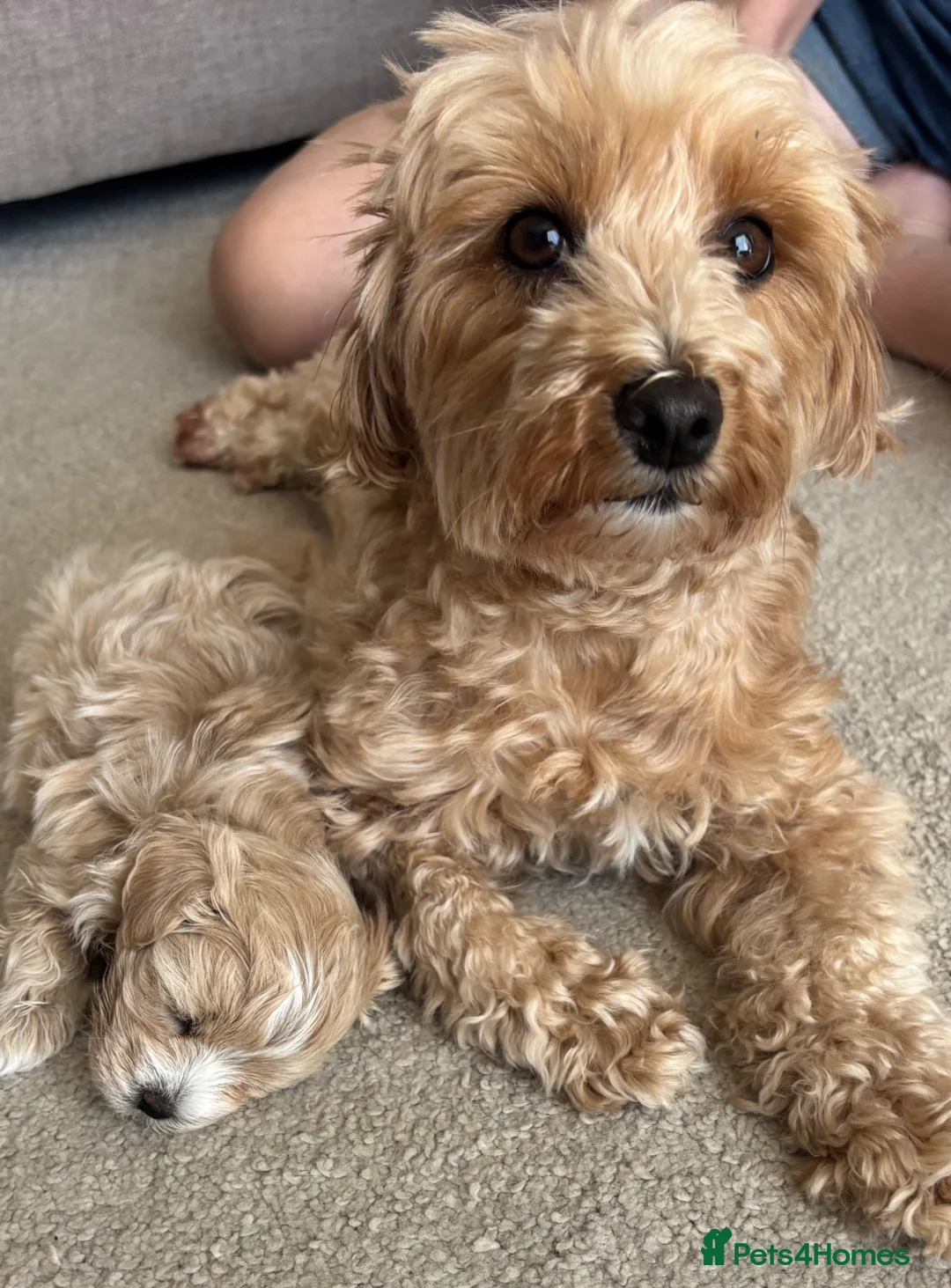 Maltipoo dogs for sale:  **  Korean male champagne and white Maltipoo in Worksop - Advert 2