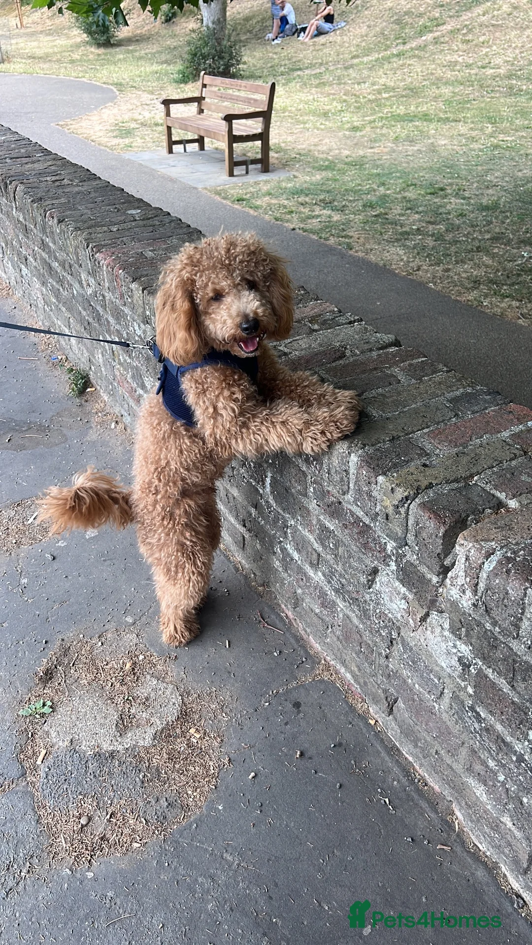 Cockapoo dogs for sale: Stunning Cockapoo Boy Ready for His Forever Home - Advert 1